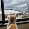 の写真