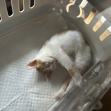 ひなの写真