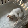 の写真