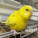 セキセイインコ（男の子生後8ヶ月）