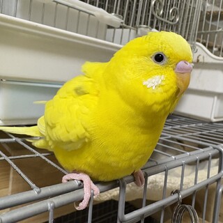 セキセイインコ（男の子生後8ヶ月）