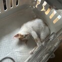 可愛い2ヶ月の子猫！ひなちゃん！