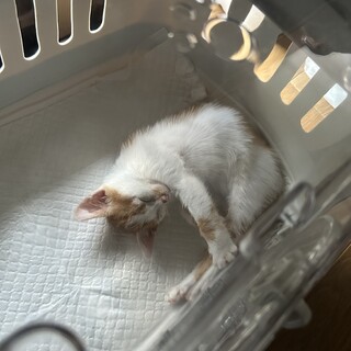 可愛い2ヶ月の子猫！ひなちゃん！