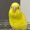 セキセイインコ（男の子生後8ヶ月） サムネイル2
