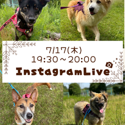 インスタライブ from 生駒譲渡センター