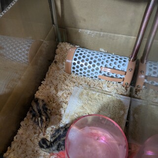 6/13日生まれ　ウズラの雛　〜8羽まで