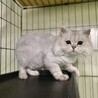 ペルシャの男の子！ サムネイル2