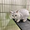ペルシャの男の子！ サムネイル3