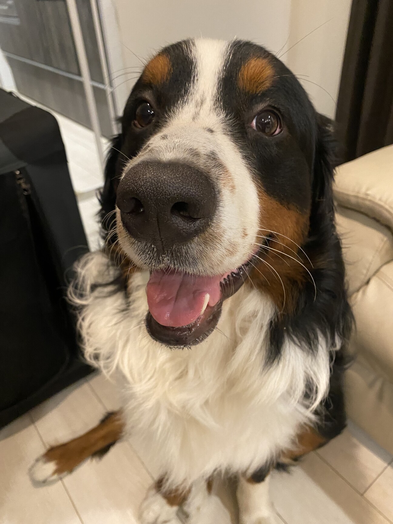 一時中断】甘えん坊の大」神奈川県 - 犬の里親募集(517754