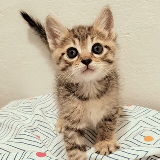 大きな瞳のキジトラ子猫オス　2匹セットで！