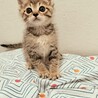 大きな瞳のキジトラ子猫オス　2匹セットで！ サムネイル6