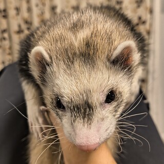 マーシャルフェレット里親募集です