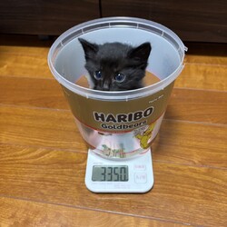 in江南市☆子猫がいっぱい☆オウチに迎えよう☆2025年6月22日（日）～ちーむにゃいんず