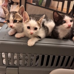 in日進市子猫がいっぱい☆オウチに迎えよう☆2025年6月22日（日）～ちーむにゃいんず