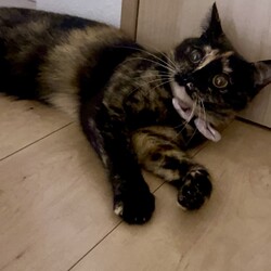 保護猫の譲渡会 サムネイル3