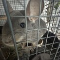 チンチラ　メス　オス　可　　2歳
