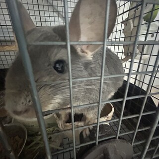 チンチラ　メス　オス　可　　2歳