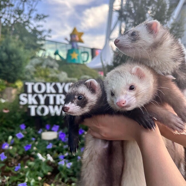 aina0726のカバー写真