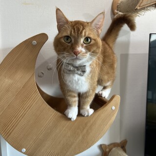 甘えん坊マンチカンのボボちゃん