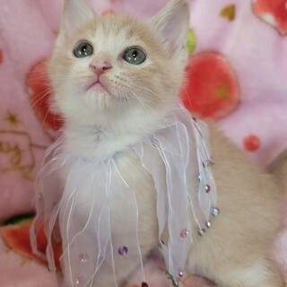 ふんわりカラー♡ソノちゃん♡