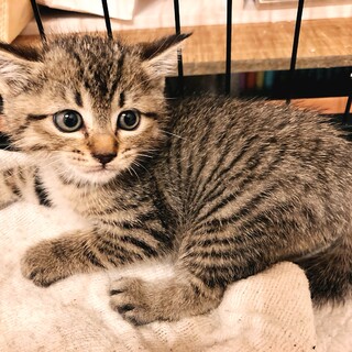 [別サイトにて里親決定]幼い迷い猫が産んだ女の子