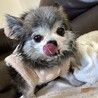 モカ