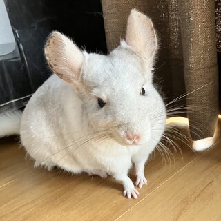 里親決定いたしましたありがとうございます