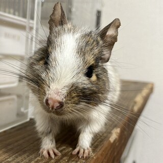 里親決定いたしましたありがとうございます