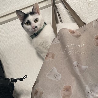 柄が特徴的な可愛い女の子