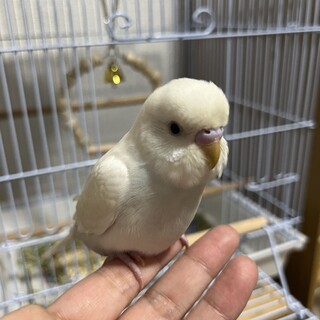 手乗りセキセイインコの里親様を募集しています。