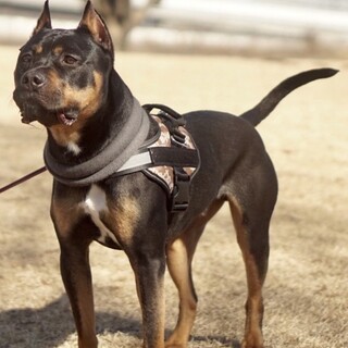 人が大好きで超甘えん坊です