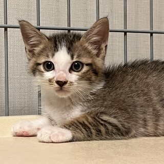 消防署前でレスキューされた兄妹の里親さん募集中