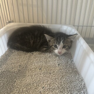 サバ白子猫ちゃん