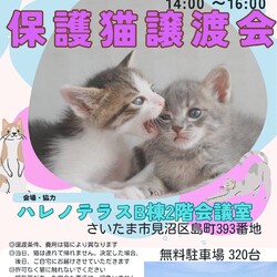 【さいたま市見沼区】7/6(日)ハレノテラス保護猫譲渡会 サムネイル1