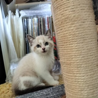 まだ少し人が怖いお姫様