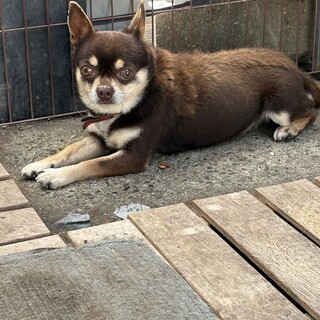 チワワ 愛知県 