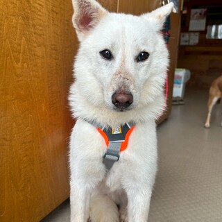 お散歩上手な【エテキチ】くん