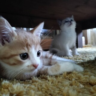 しっかりものの長男タイプ？の甘えん坊