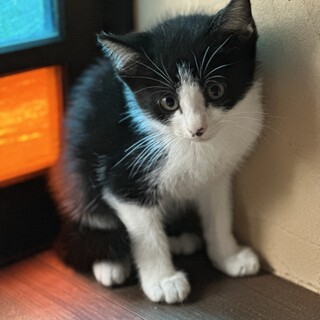 可愛いハチワレキジ白きょうだい