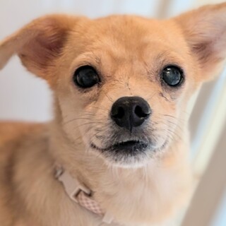 人も犬も大好き♪愛情深い女の子、チロロちゃん！