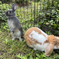 スパンク・イブ