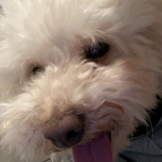 【大至急・トライアルも可】 トイプードルの男の子