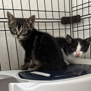 白黒・キジトラ兄弟