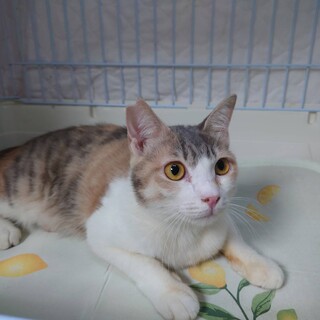 パステル三毛のピーチちゃん♪