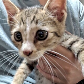 やんちゃなメスのキジトラちゃん