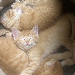 二ヶ月の子猫ちゃん