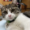 甘えん坊な猫ちゃん