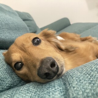 ミニチュアダックス