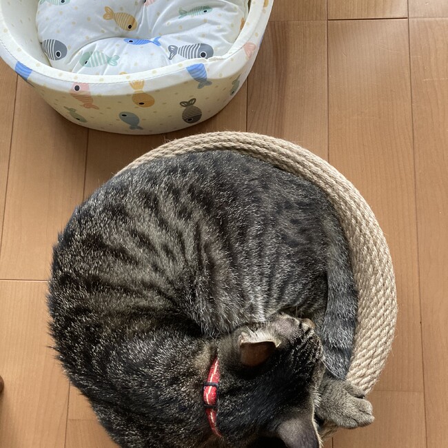 FujiiPのカバー写真