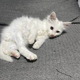 上天草市大矢野町 子猫 生後1ヶ月程